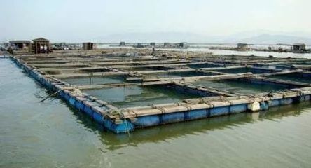 從傳統到未來 水產養殖業的綠色轉型之路