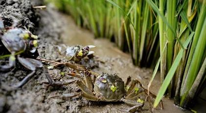 橫山蝦蟹共舞促增收，生態養殖打造特色品牌
